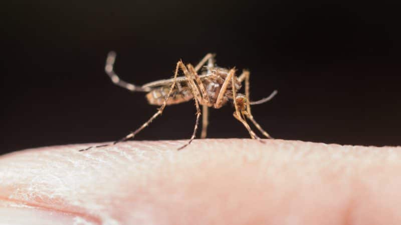 רשת נגד יתושים – פתרון מושלם לשקט נפשי