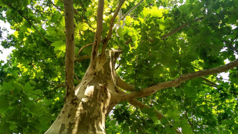 עצי השקמים – התושבים הוותיקים של תל אביב