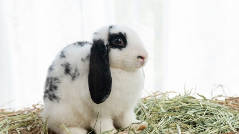 אוכל לארנבים – יותר מורכב ממה שחשבתם
